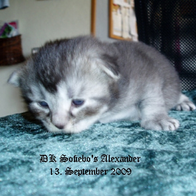 DK Sofiebo's Alexander