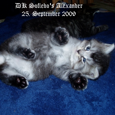 DK Sofiebo's Alexander