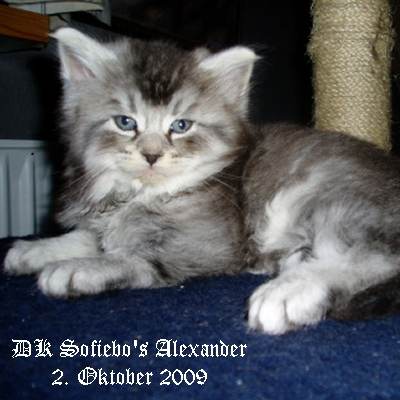 DK Sofiebo's Alexander