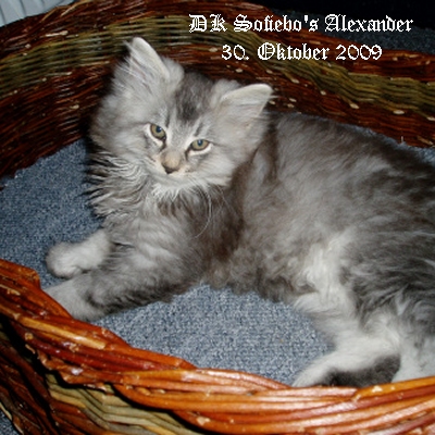 DK Sofiebo's Alexander