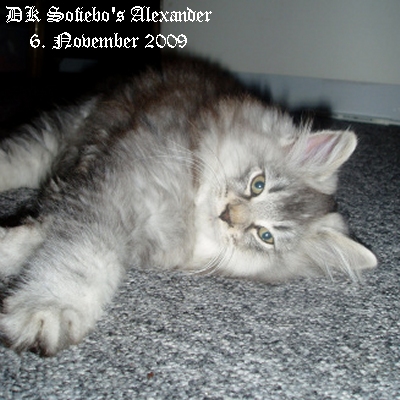 DK Sofiebo's Alexander