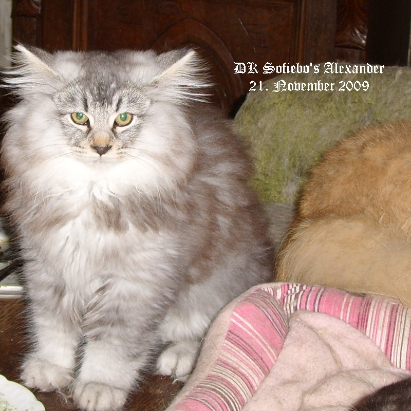 DK Sofiebo's Alexander