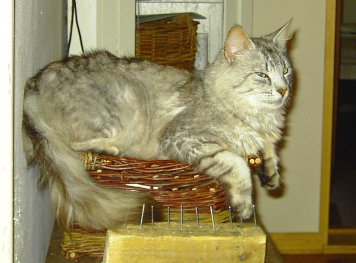 CH Silverwoods Alladin