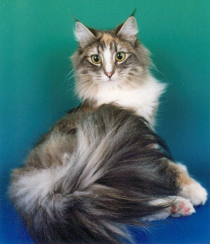 Silverwoods Misty Blue