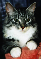 Skottvallens Embla