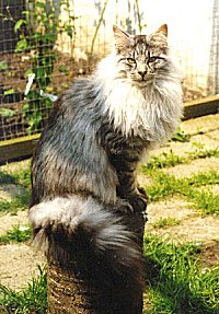 CH Catline Tristan