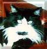 Felix