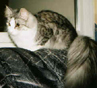 Catline Mia